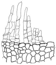 Triquetrella papillata, peristome detail. Drawn from J.E. Beever 10-96, AK 332724.
 Image: R.D. Seppelt © R.D.Seppelt All rights reserved